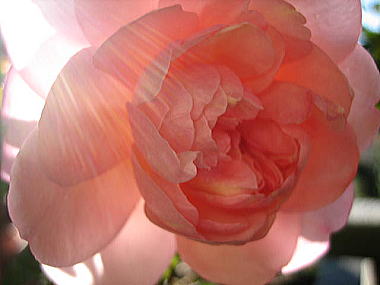 ３・・・イレーヌ