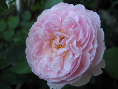 １４・・・ル・ドゥテ