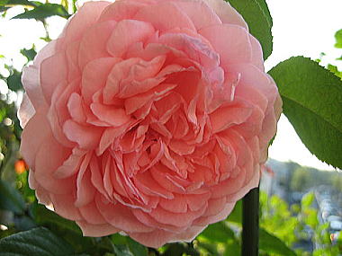 ２３・・・ラジオタイムス