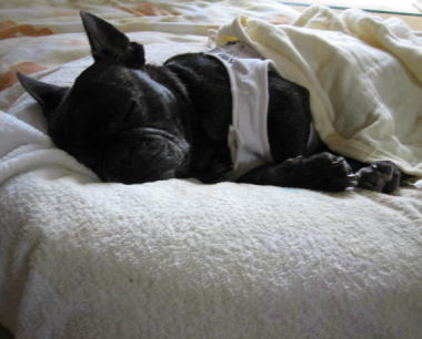 １・２１・・・お昼寝