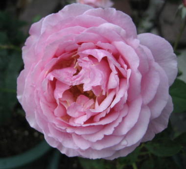 １７・・・フレグランス１