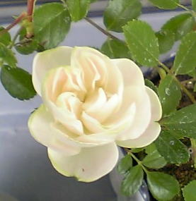 ０６・４・２３　スプレーウィット