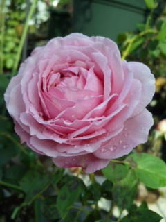 １７・・・フレグランス２