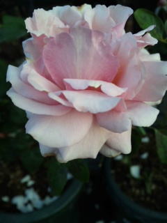 ２７・・・フレ３