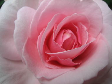 １５・・・ライラックローズ１