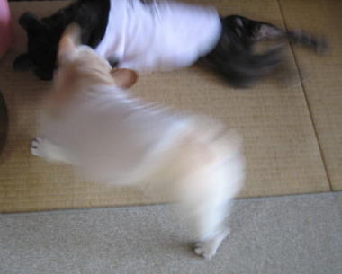 １７・・・エイヤ！