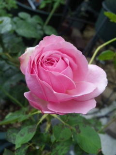 １７・・・フレ４