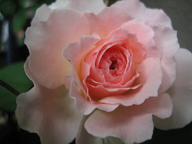 １５・・・ラジオタイムス１