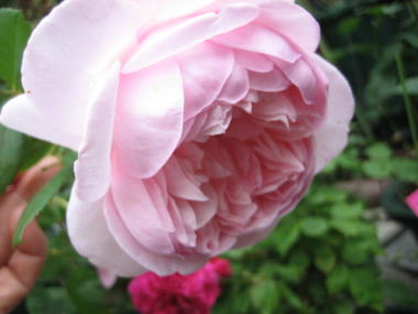 １７・・・ソニア２