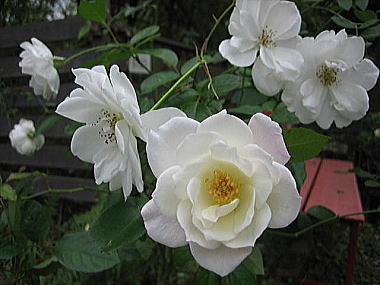 １７・・アイスバーグ