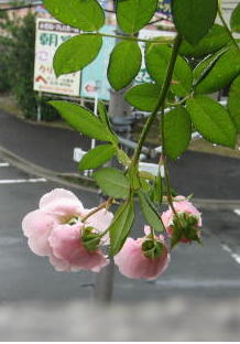 １７・・・ウィリアムM