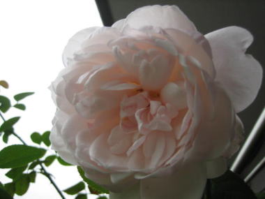 ２０・・・フィガロ