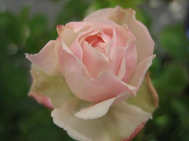 ２１・・・ぶらばん