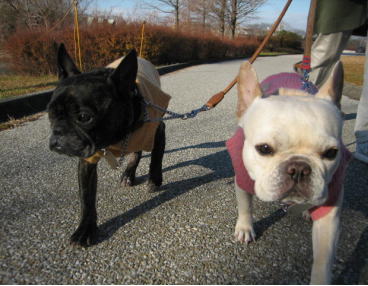 ９・・・お散歩