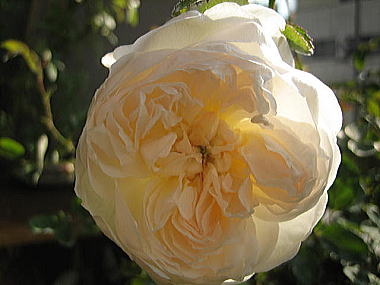 ２１・・・グラミス