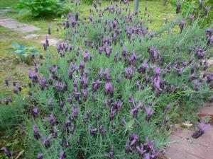 ラベンダー２
