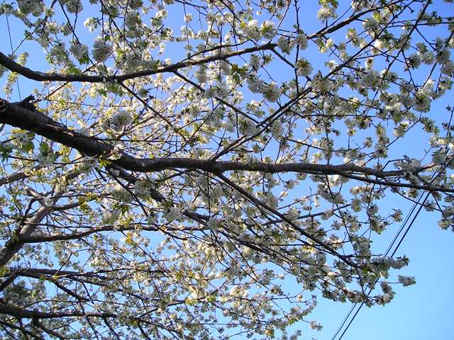 春　桜の花