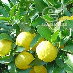 091126 正体不明の柑橘系の果実