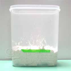 自家製酒粕酵母 ライ麦種で ハードブレッド -一次発酵開始