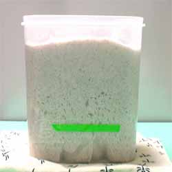 自家製酒粕酵母 ライ麦種で ハードブレッド -一次発酵終了時