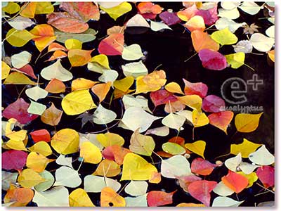 小石川植物園にて 081129のナンキンハゼの落葉した紅と黄色の葉っぱ