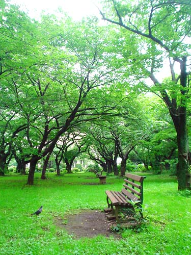 小石川植物園・桜のゾーン2