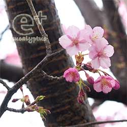 090226の早咲きの桜（カンザクラ系？）の アップ