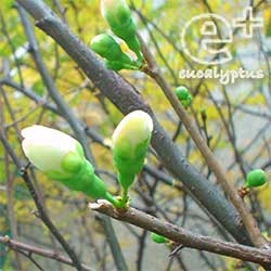 （たぶん）ボケ(木瓜)、カンボケ(寒木瓜)のつぼみ