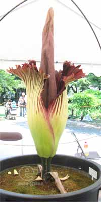 100723 世界一の大きな花（ショクダイオオコンニャク）＠小石川植物園