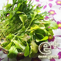 090519 リーフレタス-間引きによる収穫