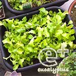 090519のリーフレタス「ガーデンレタスミックス」-間引き後