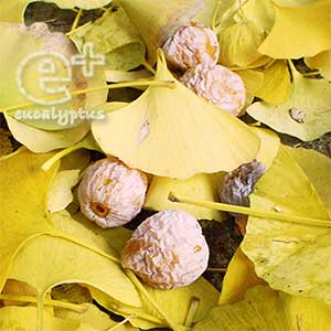 イチョウの実（ぎんなん=銀杏）