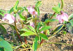 050309 ヘレボラス・オリエンタリス（ピンク）