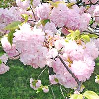100421 丸の内の八重桜2 アップ
