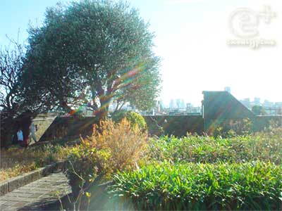 朝倉彫塑館・屋上庭園のオリーブの大木