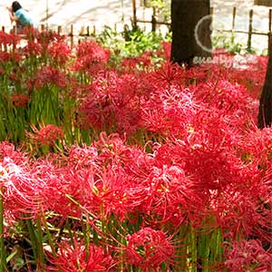 上野公園にて、法面を被うヒガンバナの群生