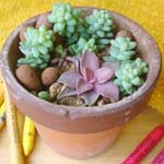 メキシカン風？ 多肉の寄植え（アップ）