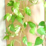 ニョロニョロ ポトス（葉っぱアップ）