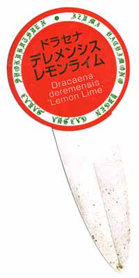 ドラセナ・デレメンシス‘レモンライム’ の表示札（表）