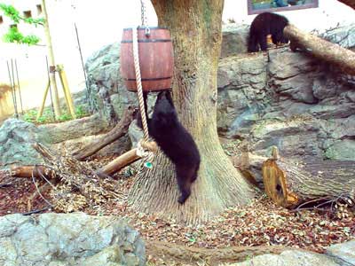 060517上野動物園-「クマたちの丘」にて、小熊が遊ぶ