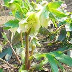 ヘレボラス・オリエンタリス（白）(トリミング)