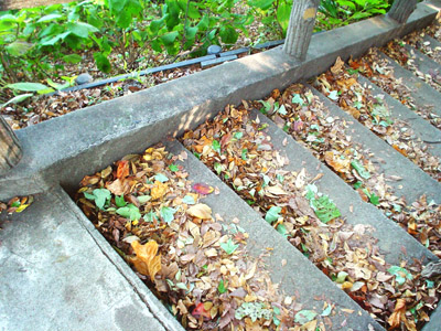 外濠公園 階段に積もった落ち葉