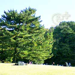 明治神宮・宝物殿前の芝生広場