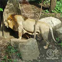 上野動物園のライオン