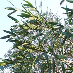 ユーカリの葉っぱ