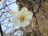 ume0204.jpg