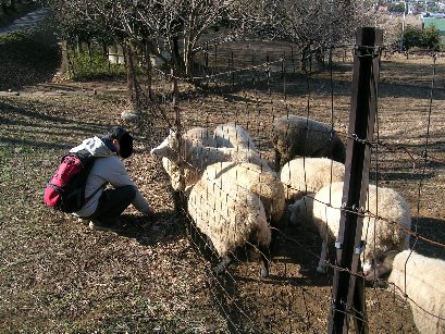 羊と戯れるおやぢ