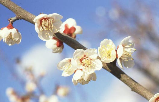 30和歌山県 うめ