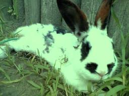 マウンテンうさぎ