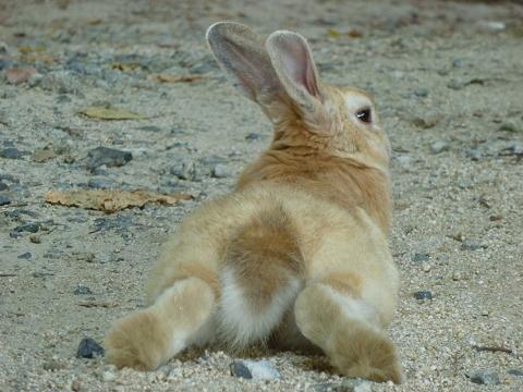 うさぎ島05